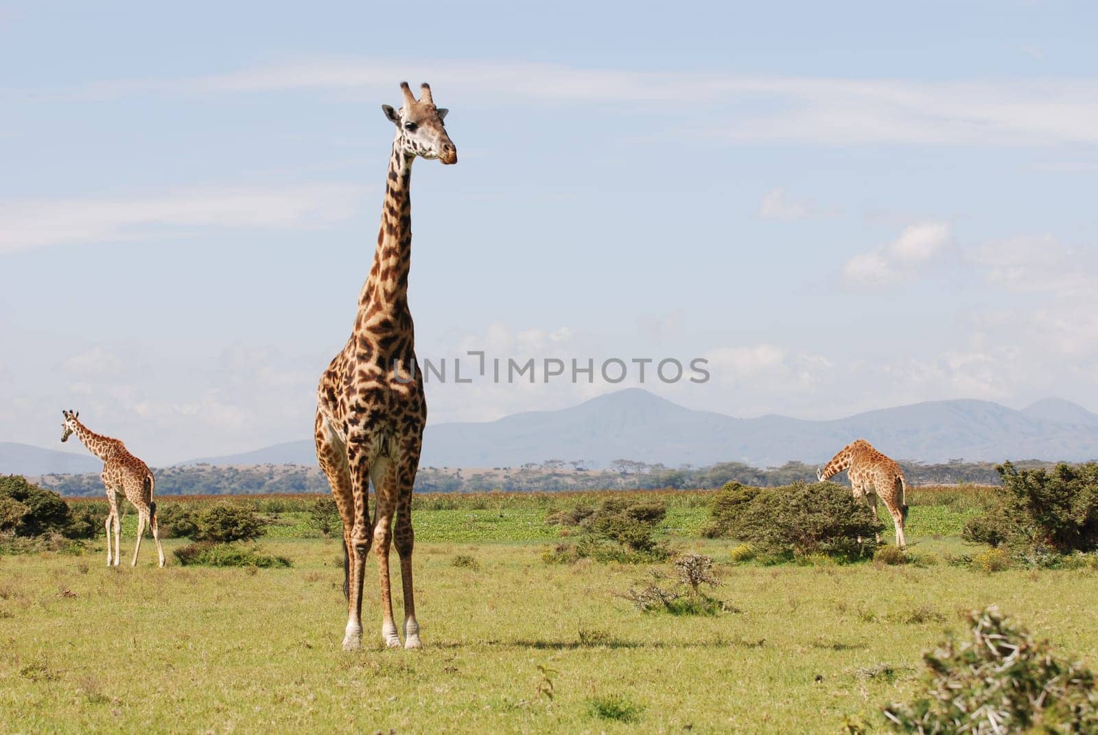 Giraffes in the African savannah