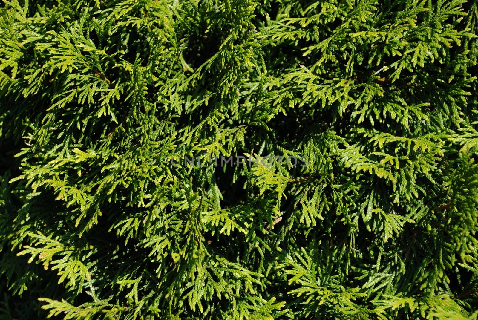 Thuja Close-up