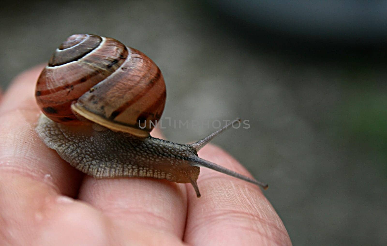 Hand-tame snail