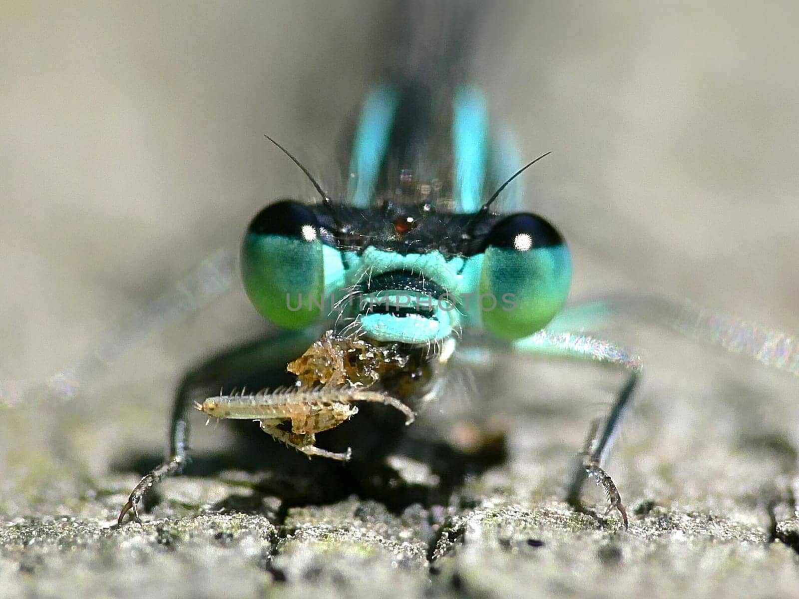Dragonfly 1