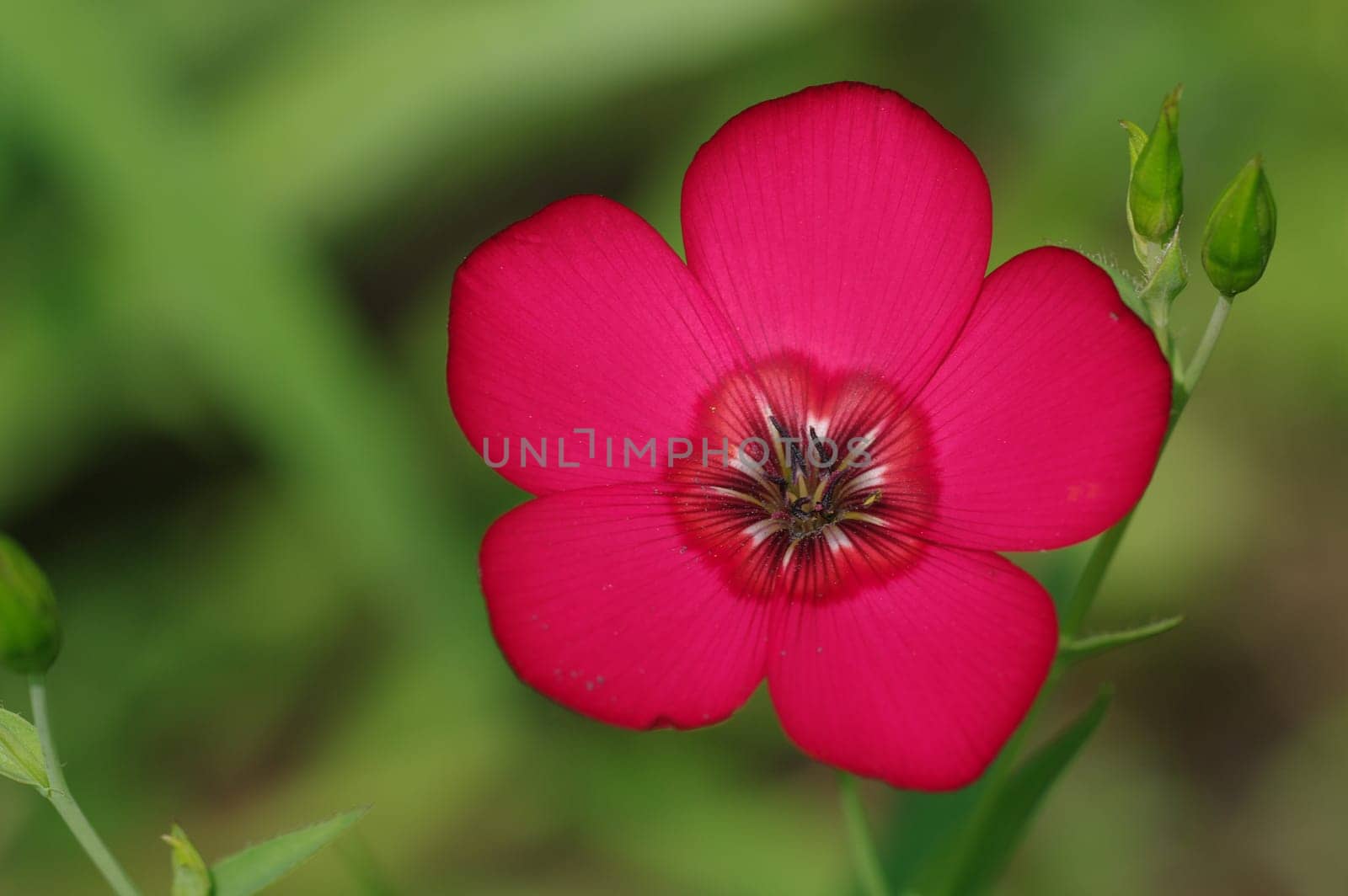 Phlox