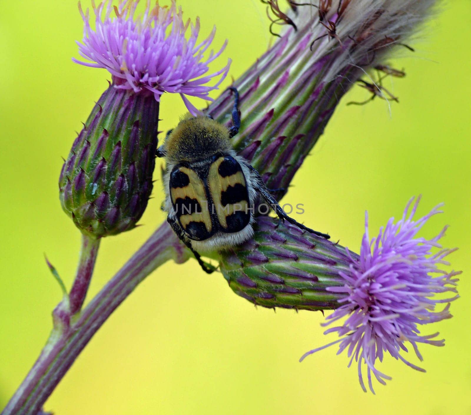 Banded brush beetle (Trichius fasciatus): The black band pattern of the yellow wing coverts can vary greatly in the brush beetle. The rest of the body is trimmed with yellow and white chitin bristles like wool.