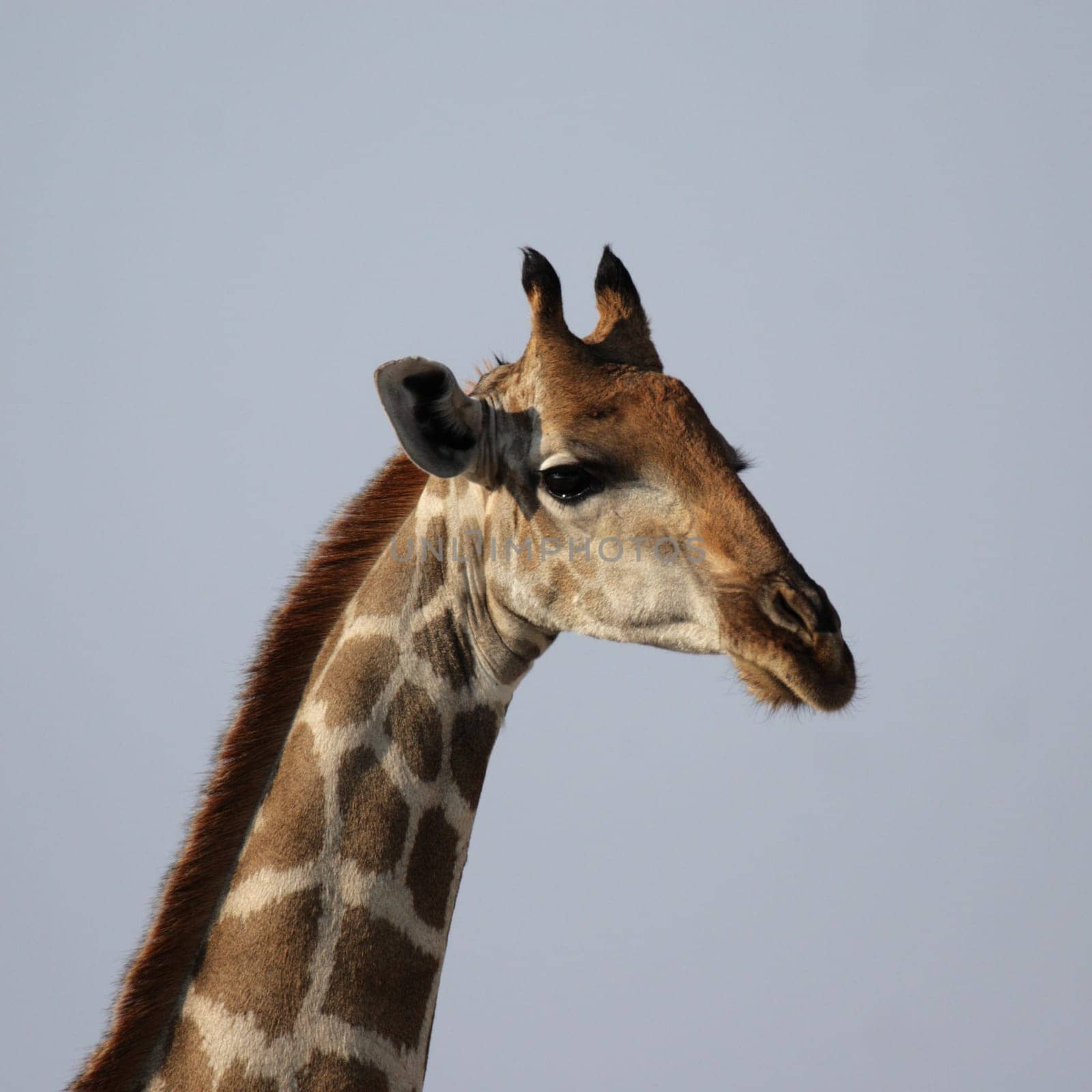 Portrait shot of a giraffe in front of blue sky