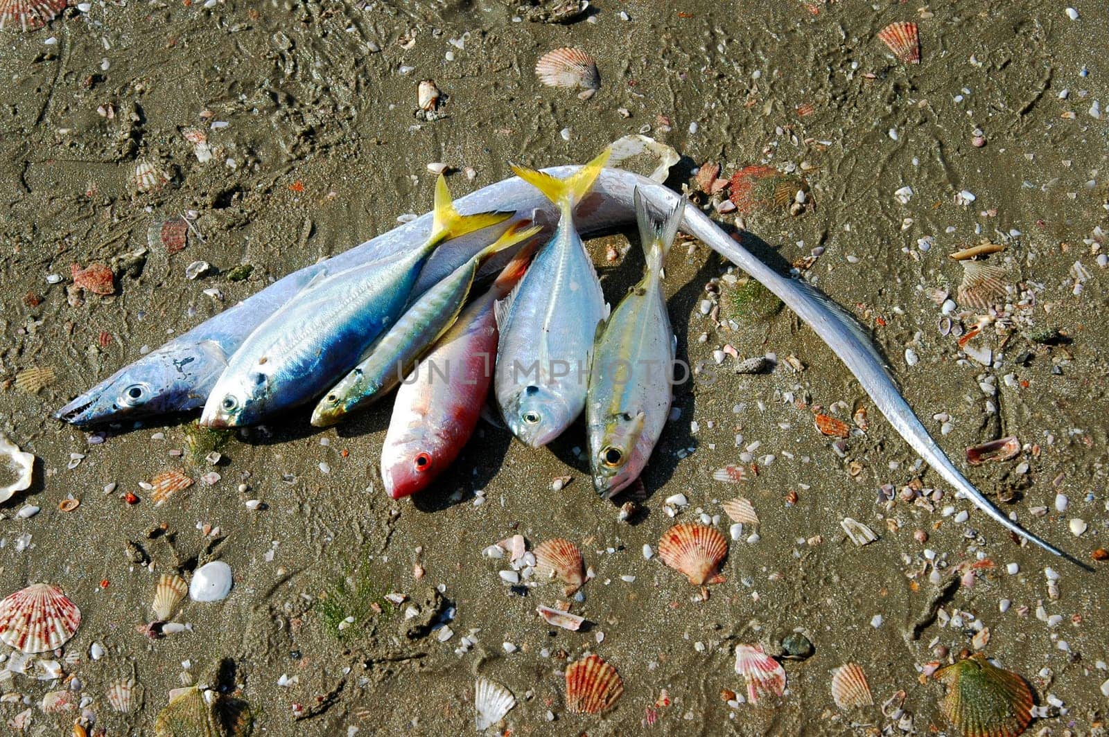Still Life with Fish,Vietnam