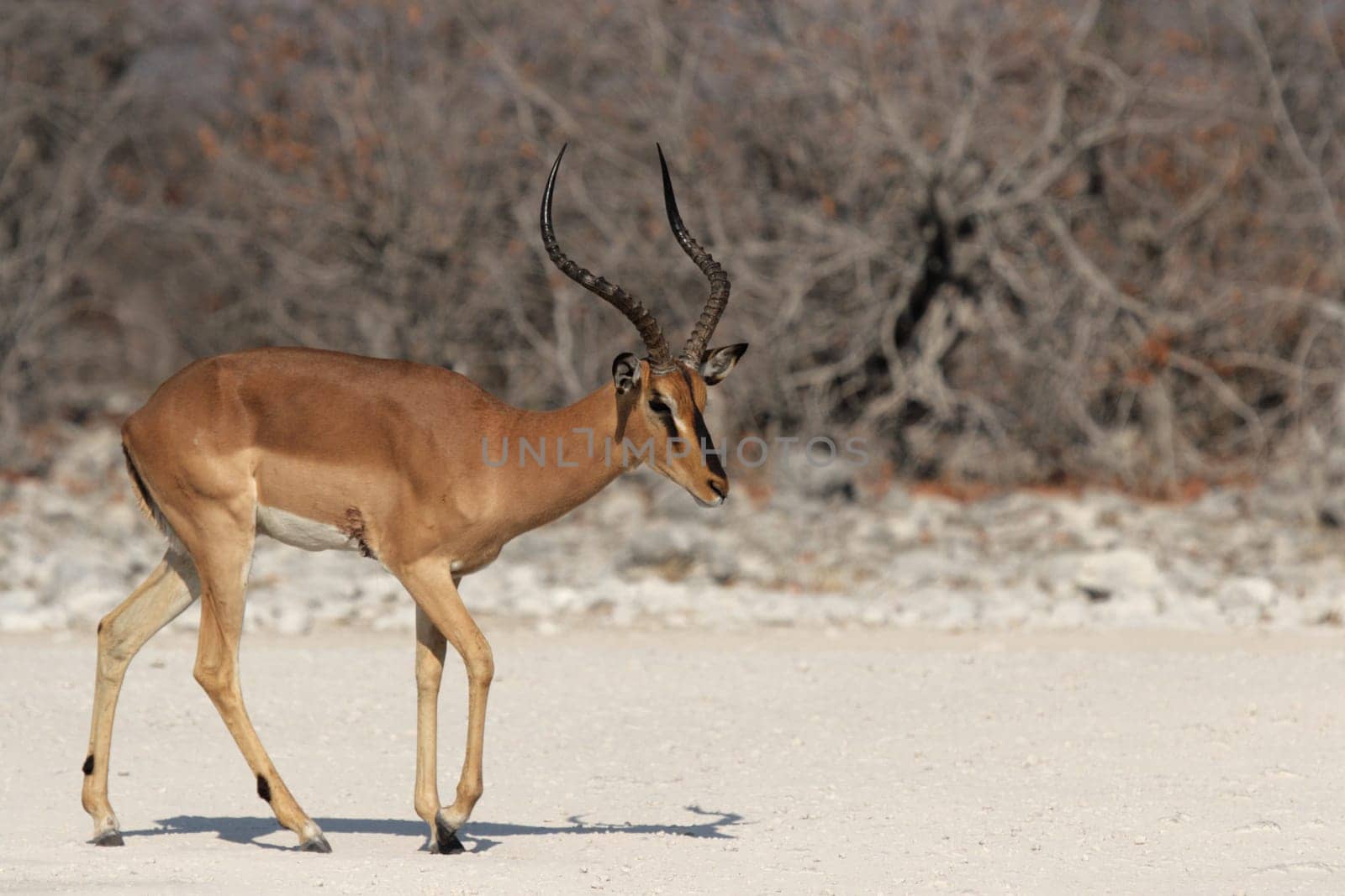 Black-nosed impala (Aepyceros melampus petersi) in Etosha National Park,Namibia