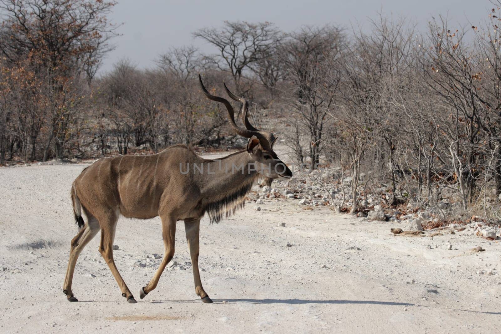Greater kudu (Tragelaphus strepsiceros)