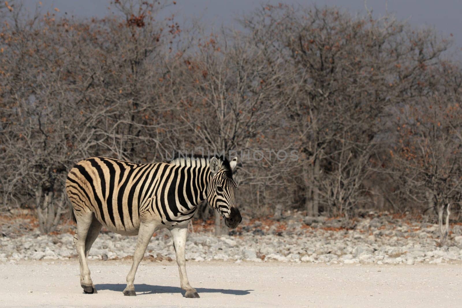 Plains zebra