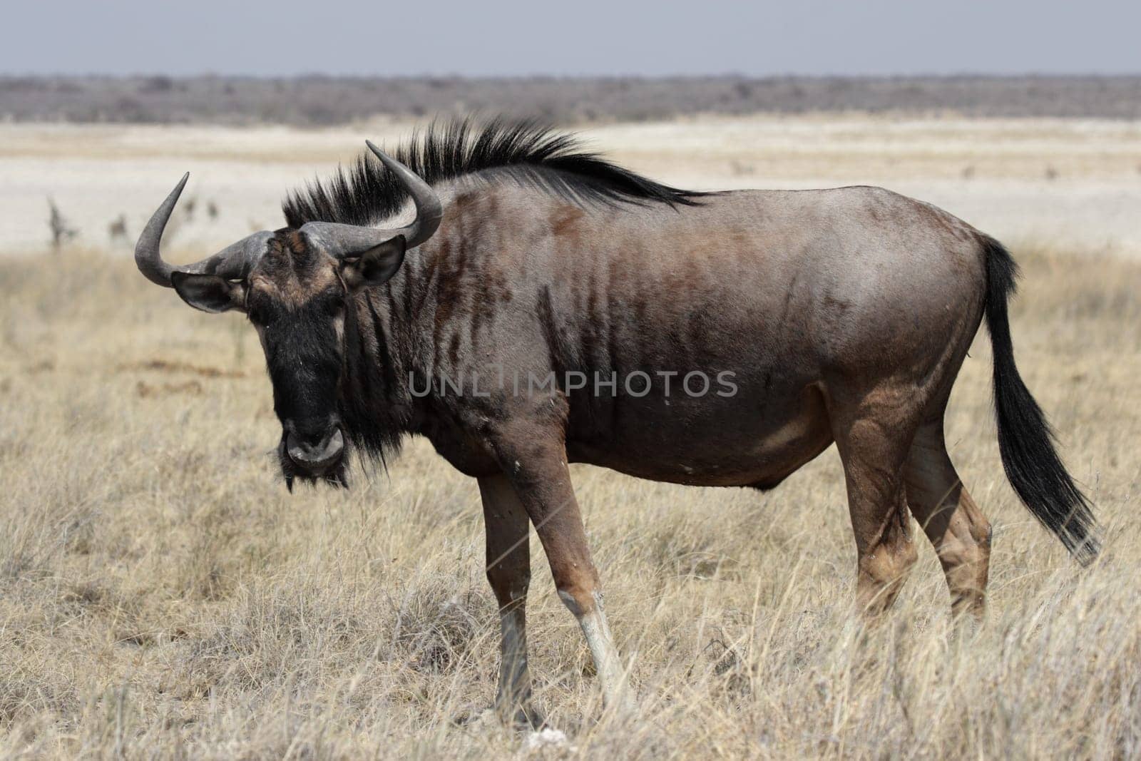 Blue wildebeest in Etosha National Park