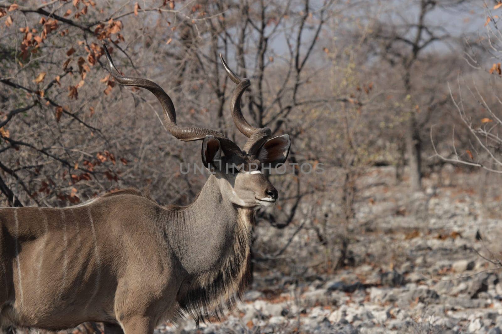 Greater kudu (Tragelaphus strepsiceros)