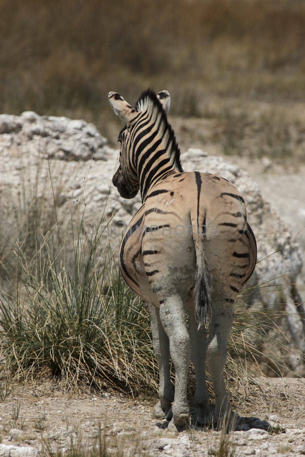 Steppe zebra from behind