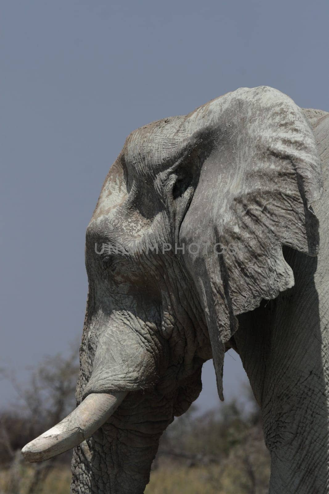 Elephant (Loxodonta africana)