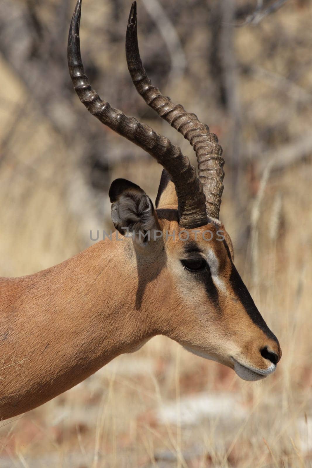 Portrait of a Black-nosed Impala