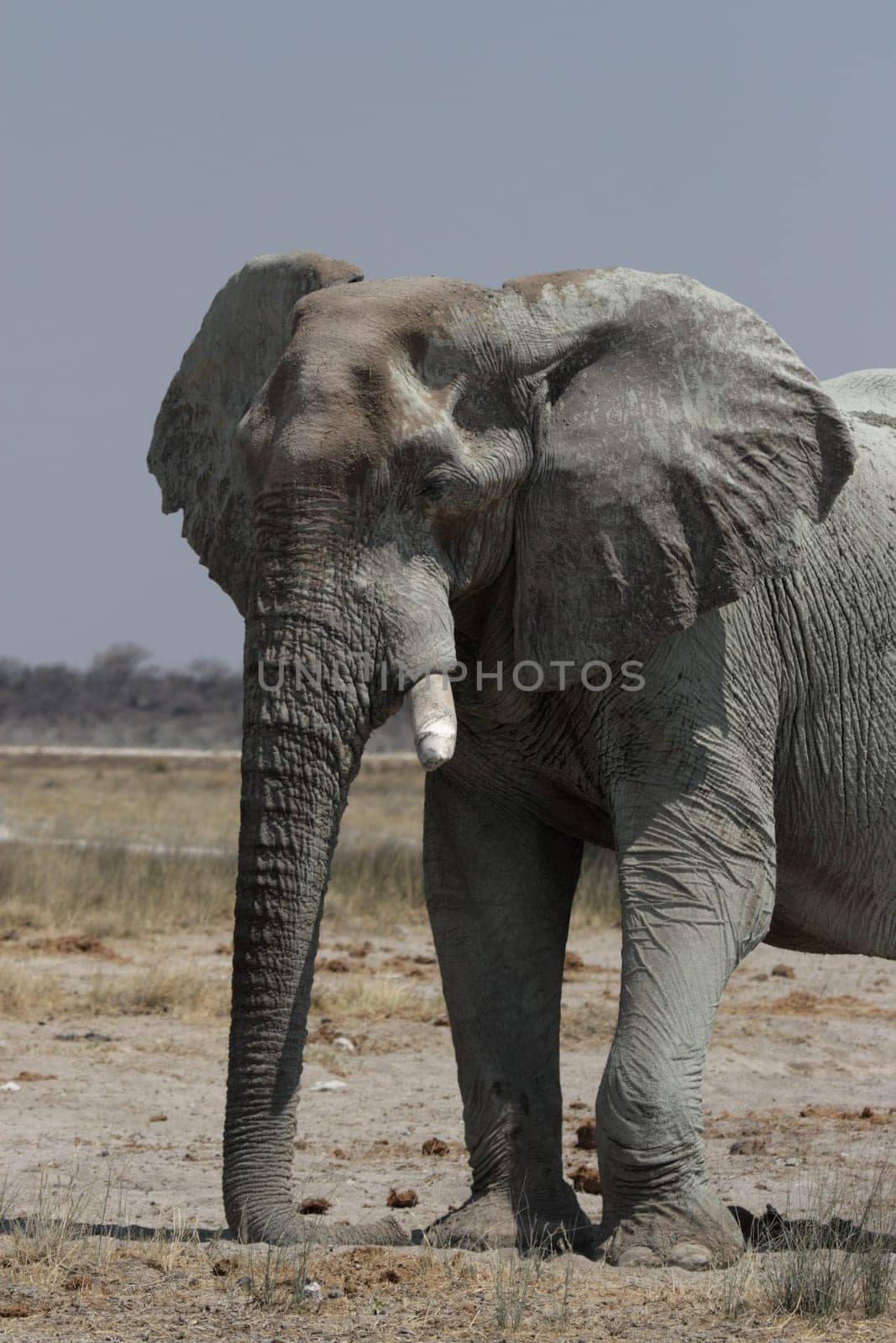 Elephant (Loxodonta africana)