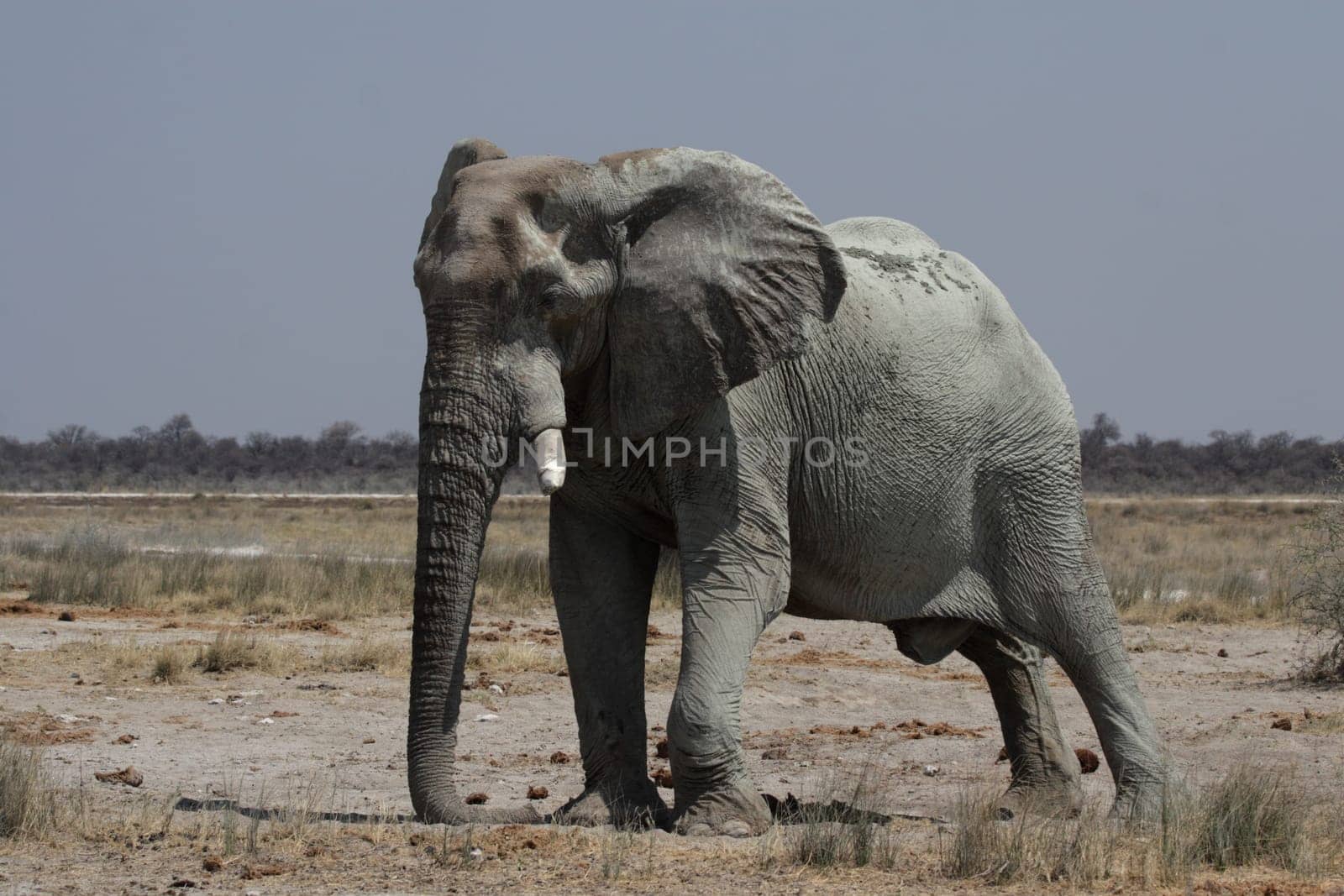 Elephant (Loxodonta africana)