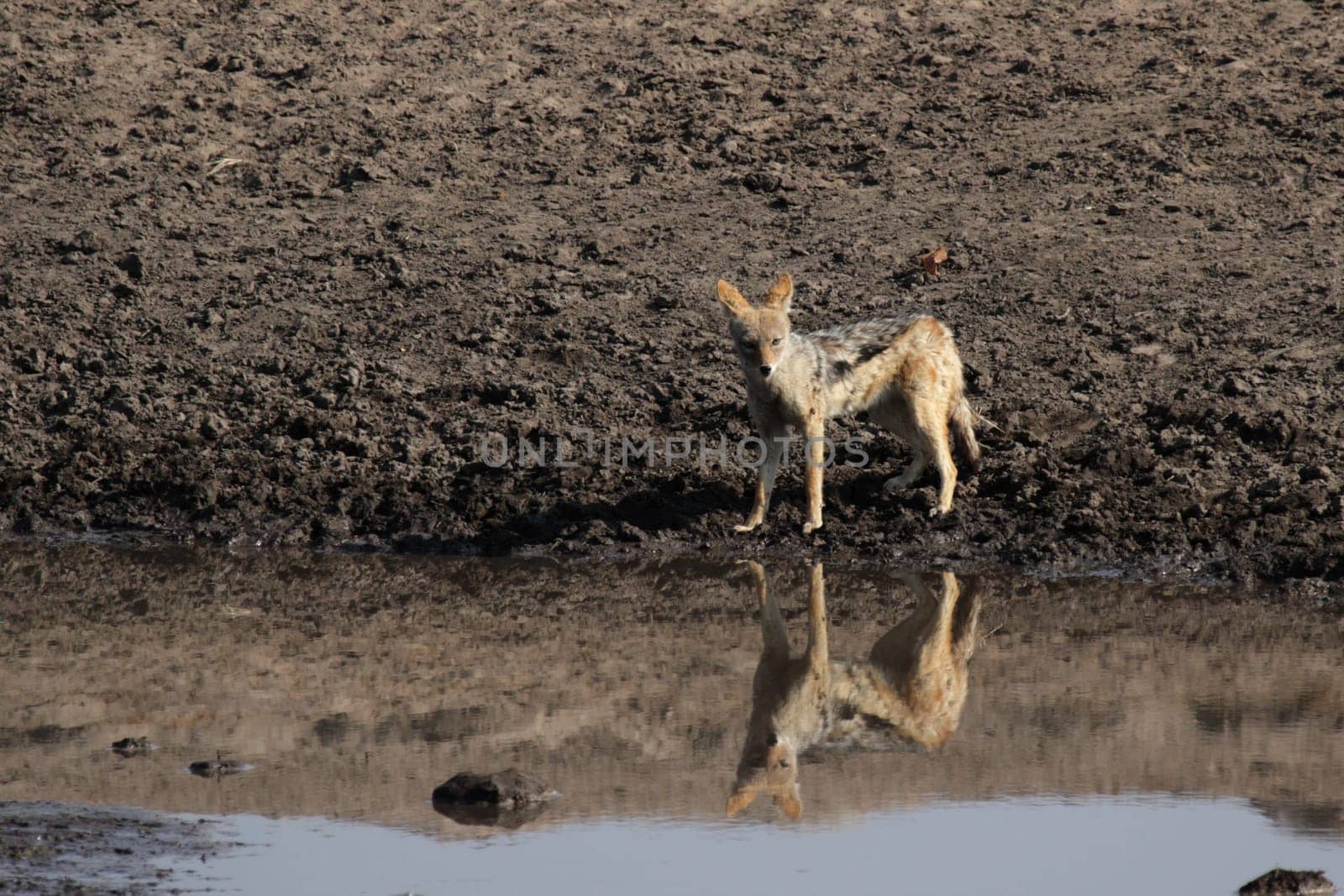 Black-backed jackal