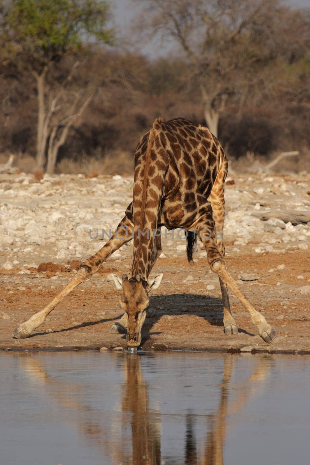 Giraffe