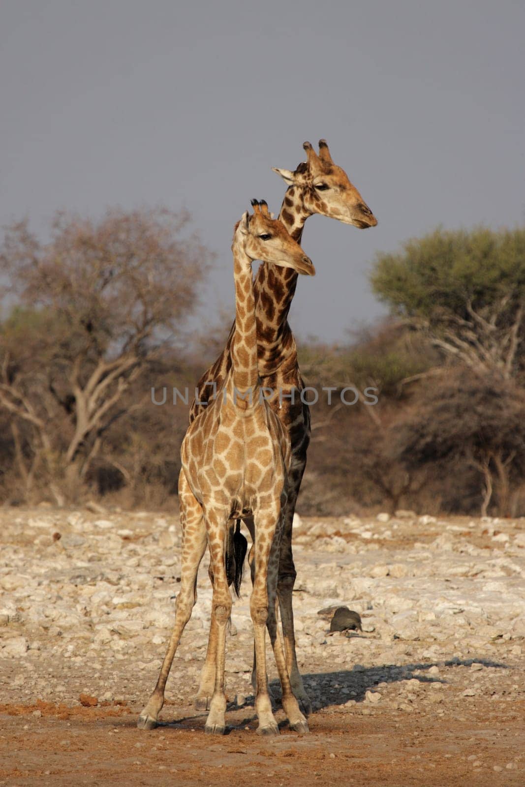 Two giraffes in Etosha National Park,Namibia