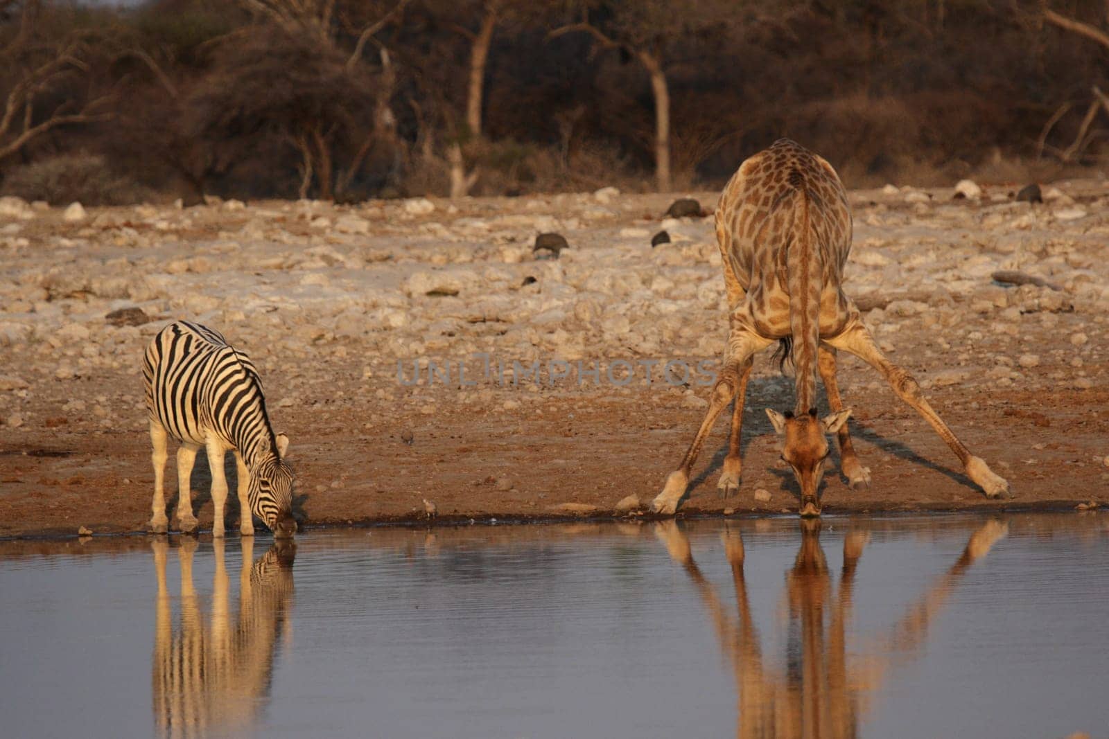 Giraffe and plains zebra