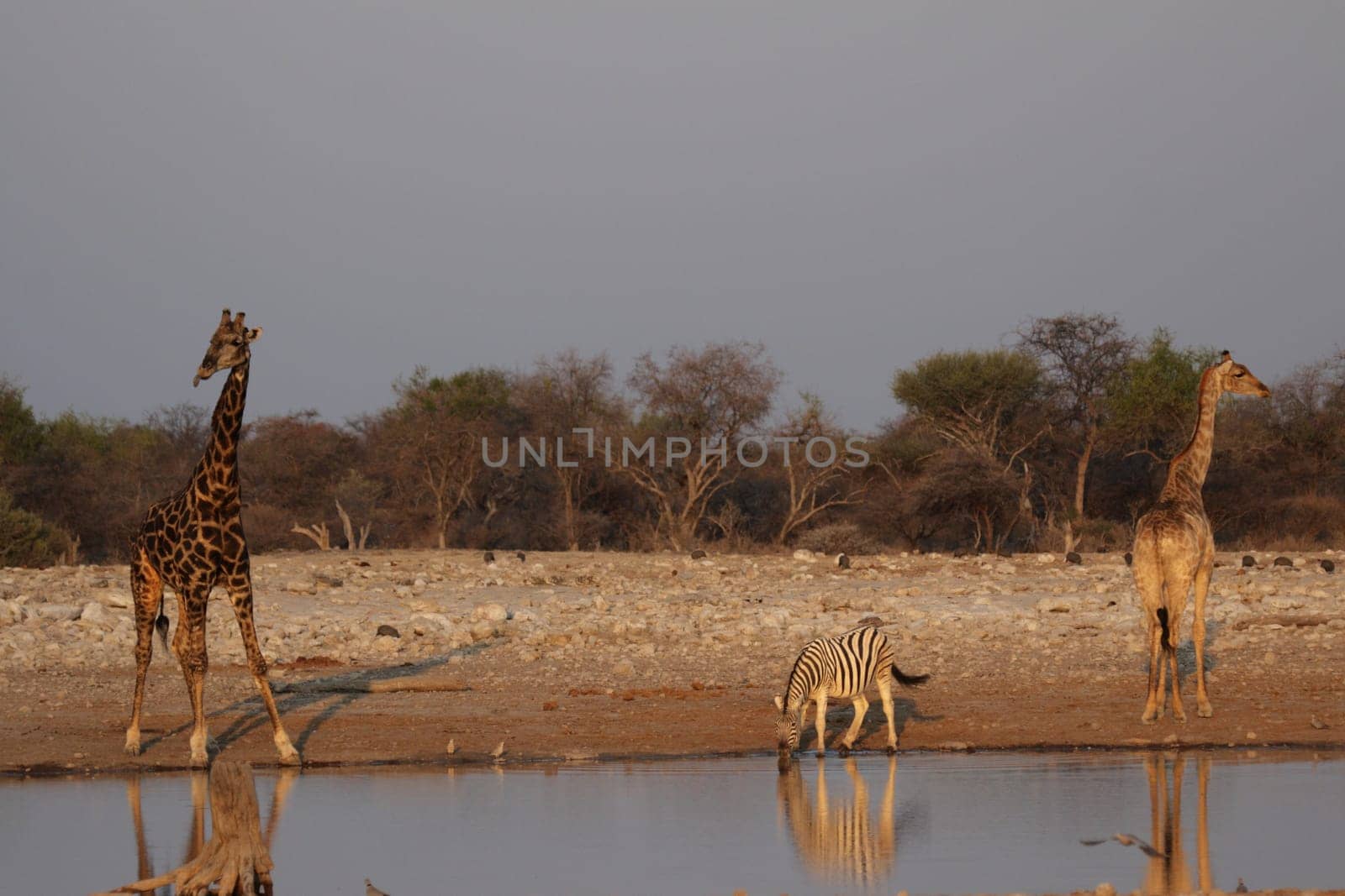 Two giraffes and plains zebra