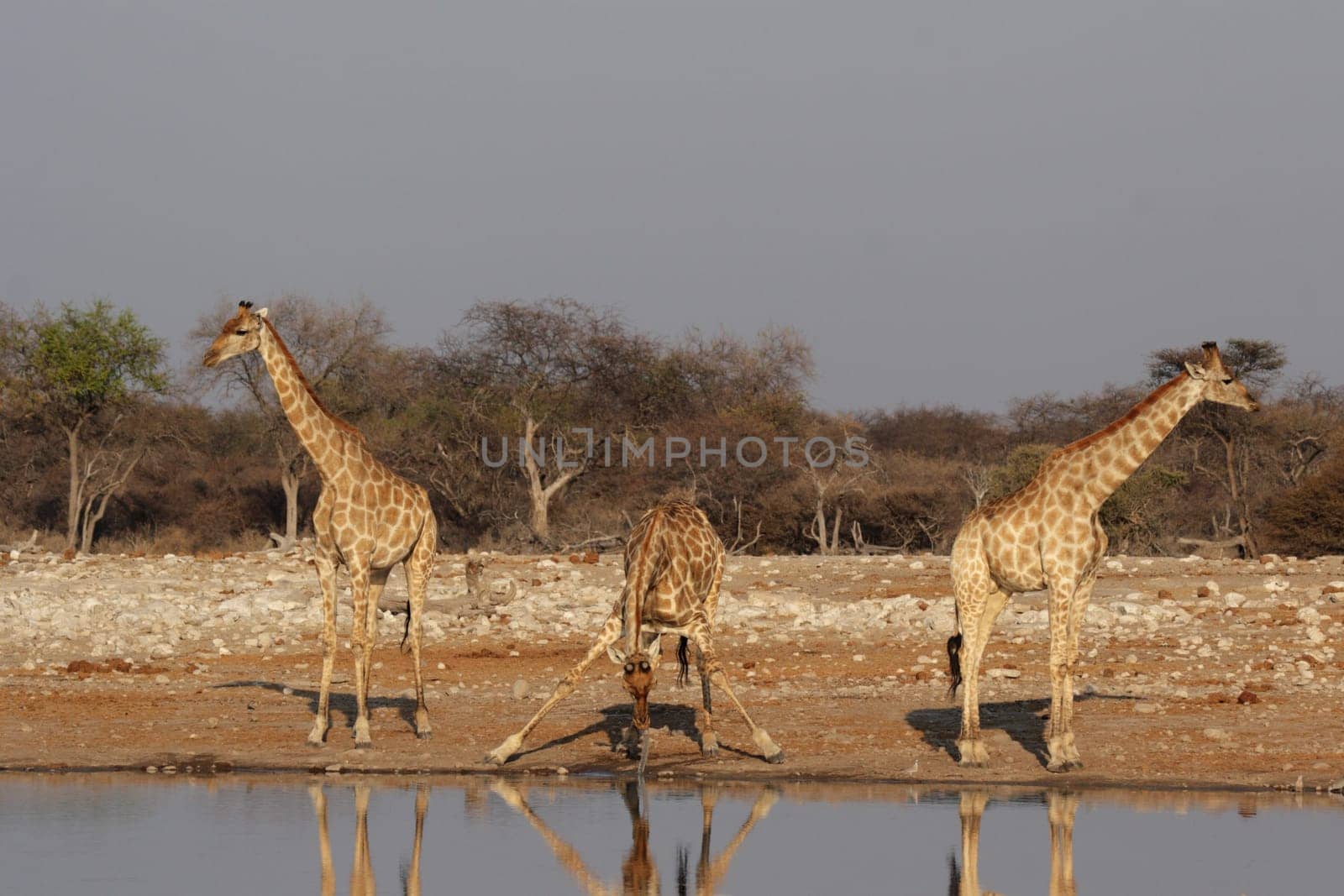 Giraffes at the waterhole in Etosha National Park,Namibia