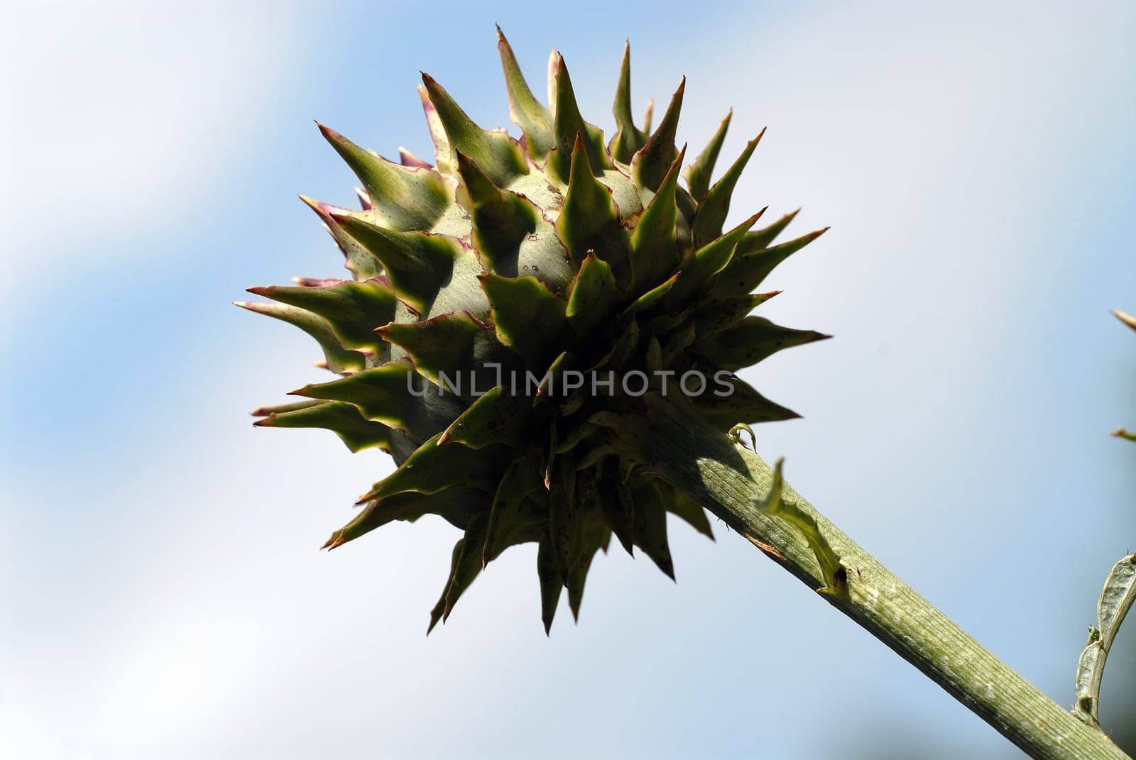 Milk thistle