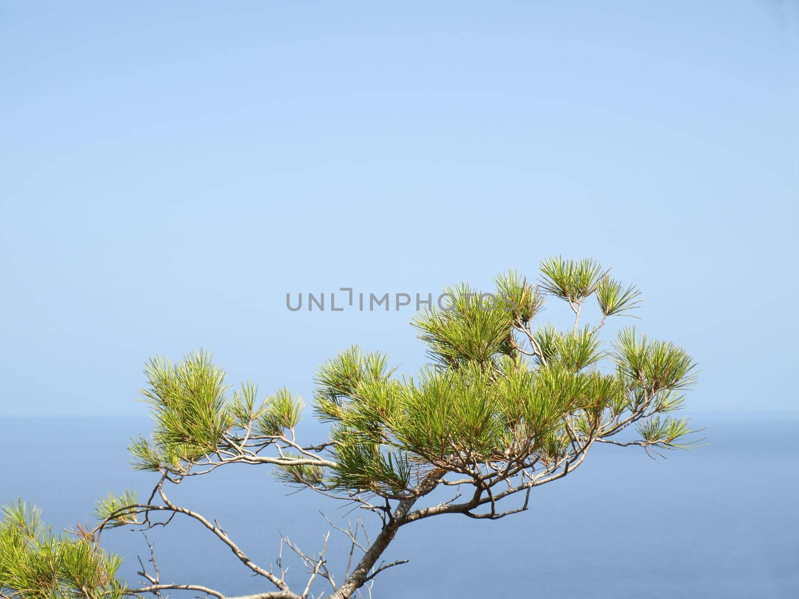 Pine