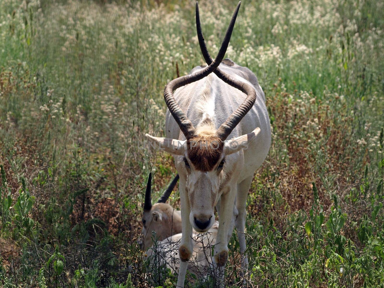 Mendes antelope with offspring