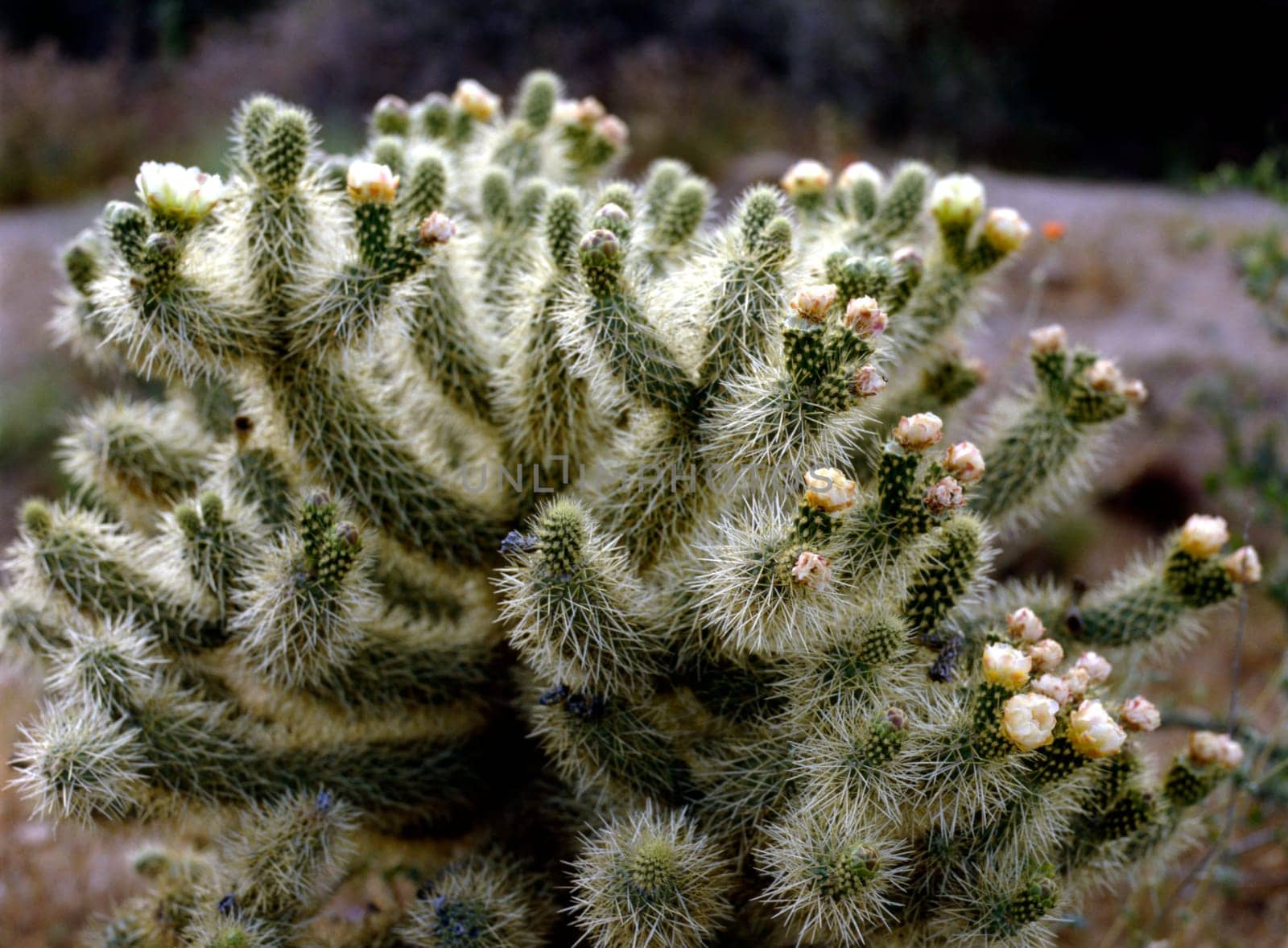 Cholla Cactus