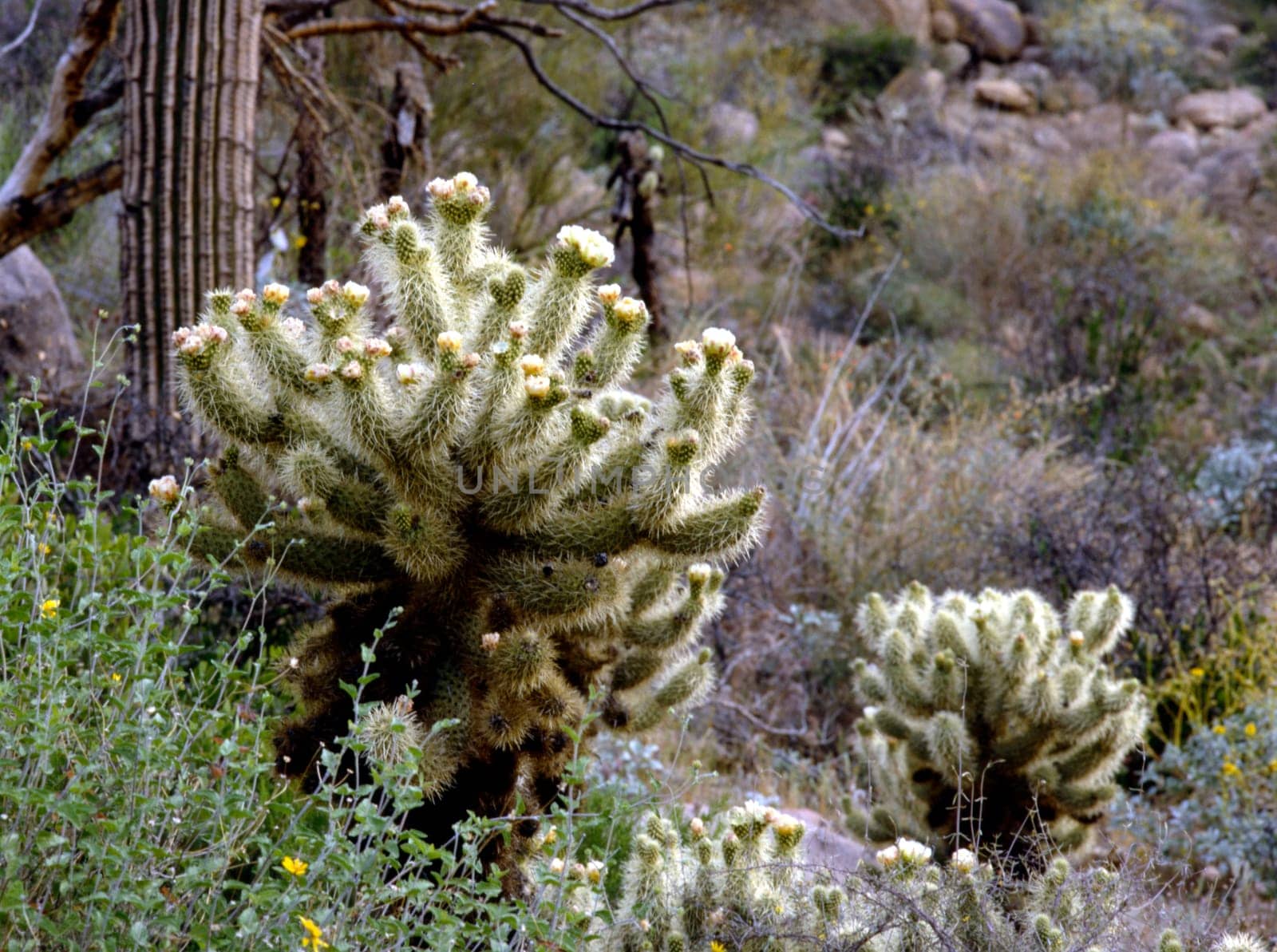 Desert with cholla cactus blooming