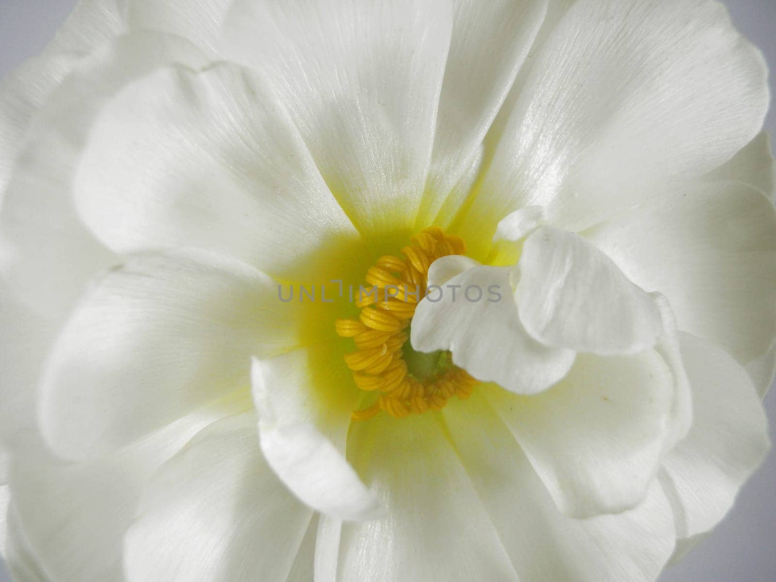 ranunculus