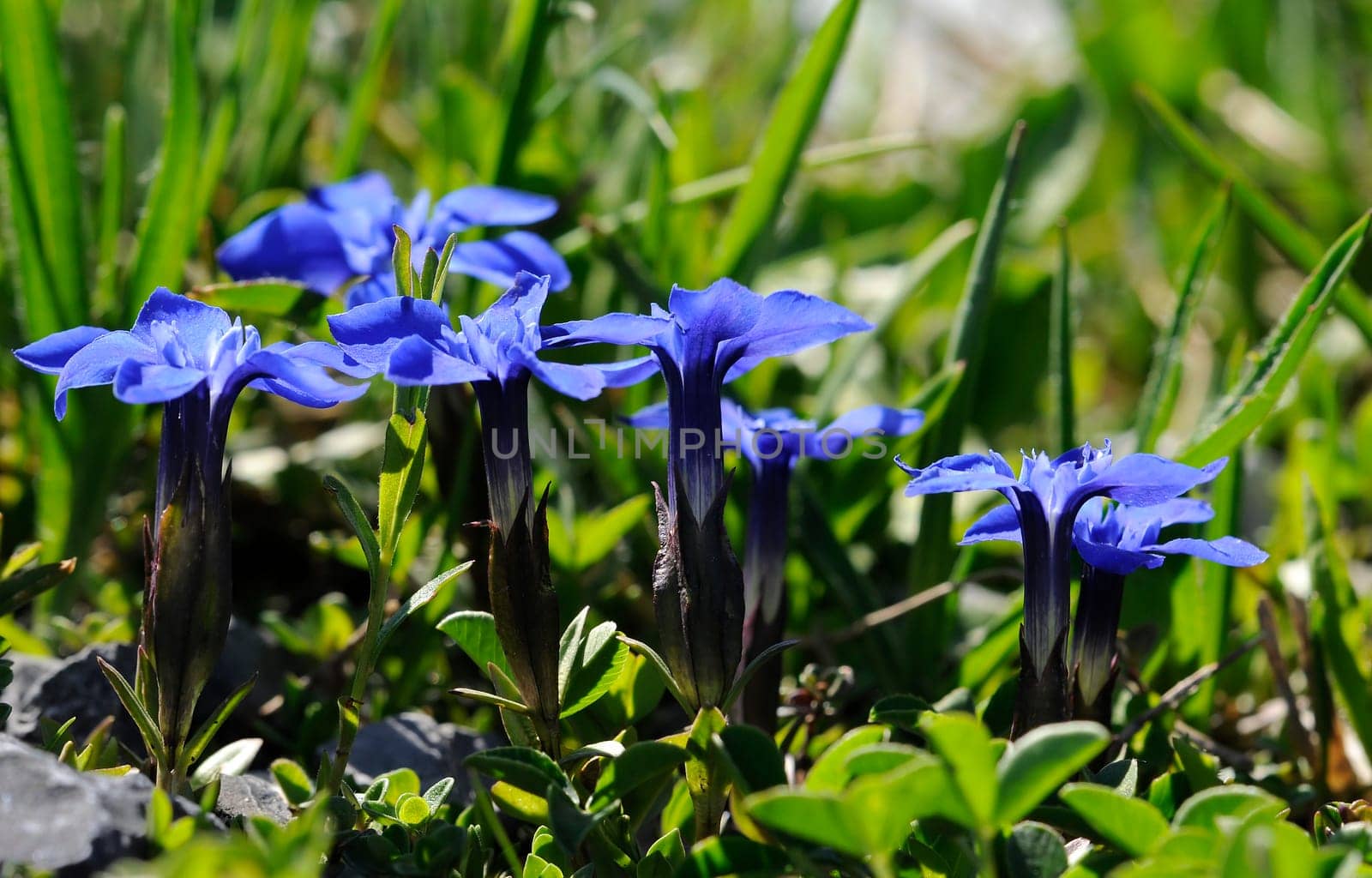 Alpine gentian