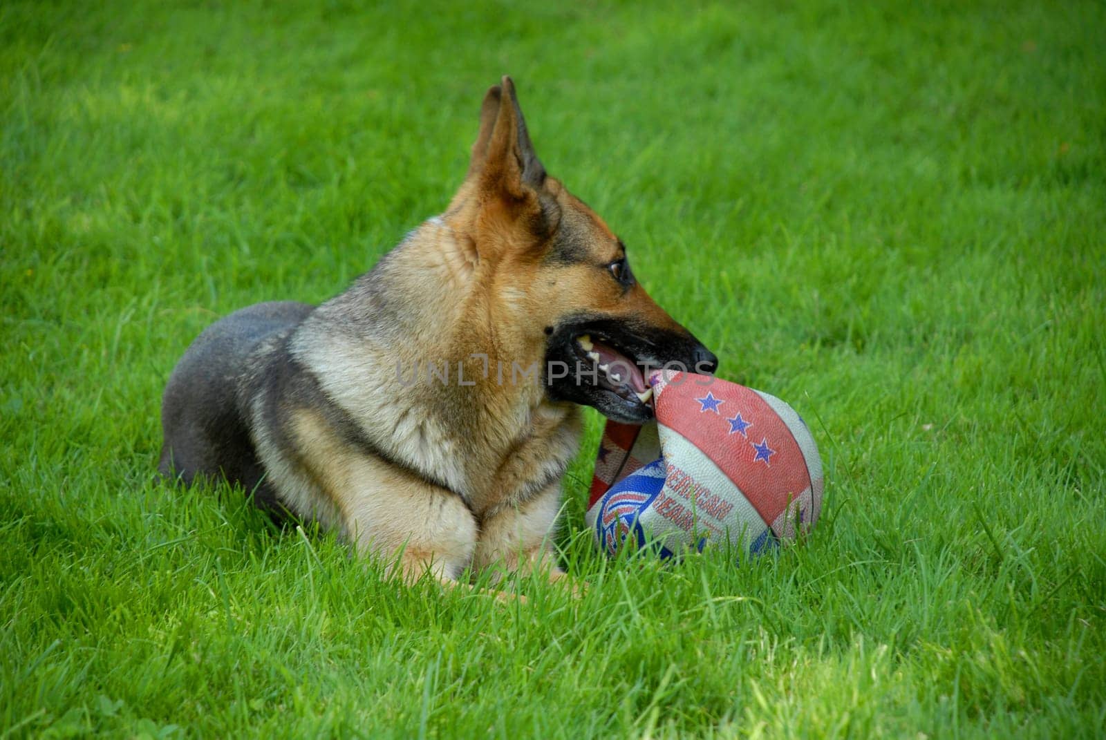 German Shepherd