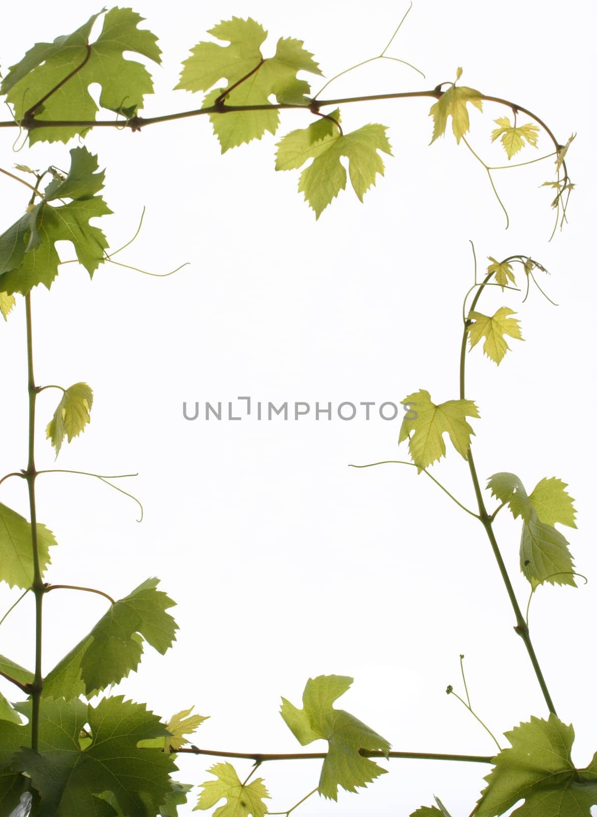 Frame made of white vines