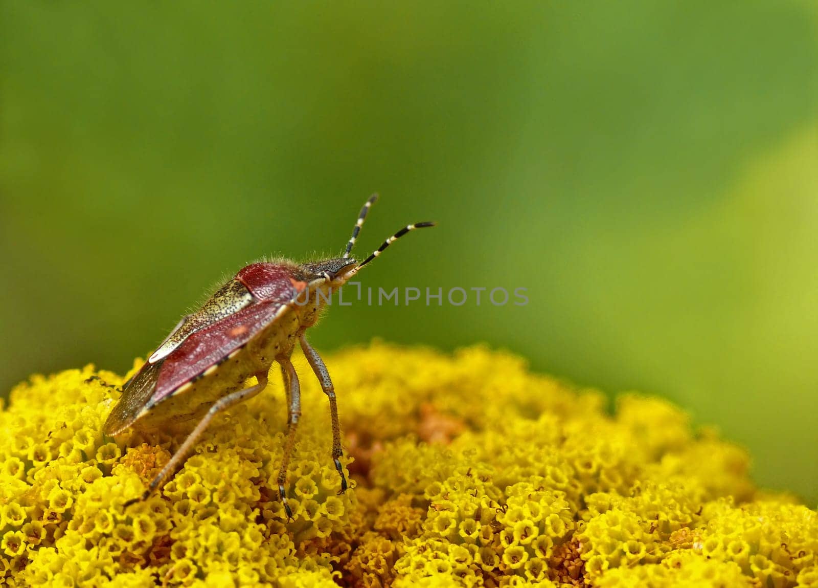 Berry bug (Dolycoris baccarum) on yarrow (Achillea filipendulina "Gold Plate"")"