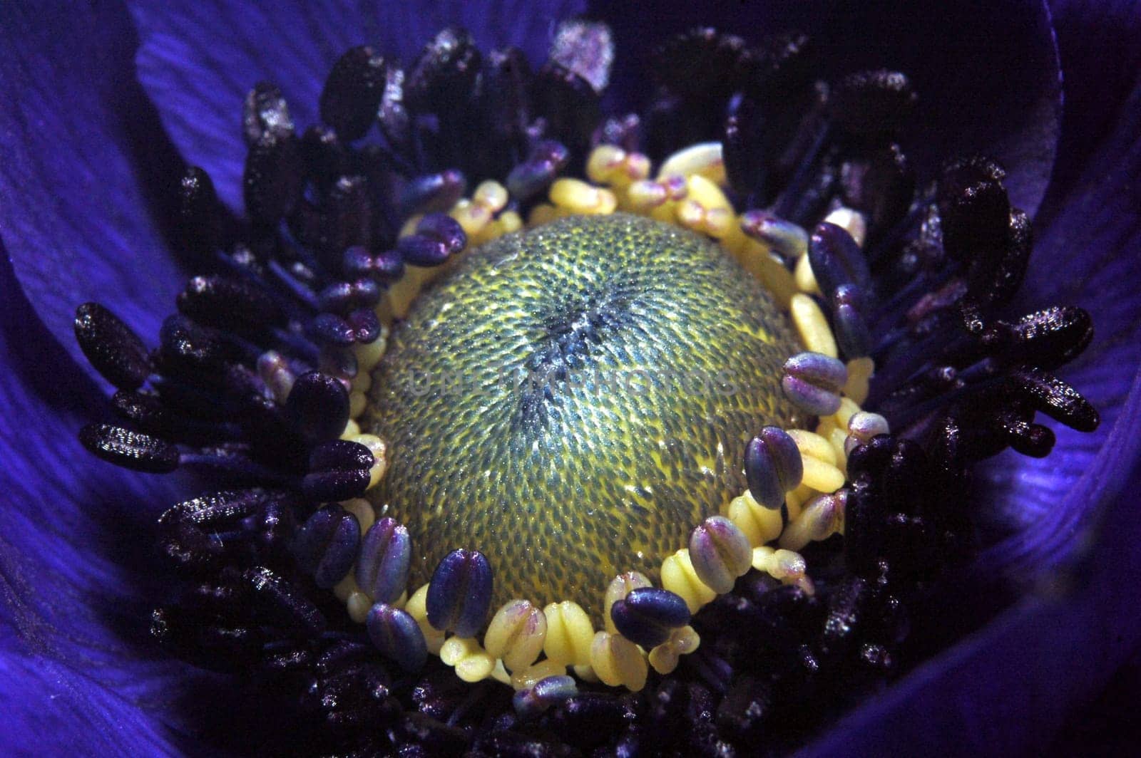 anemone