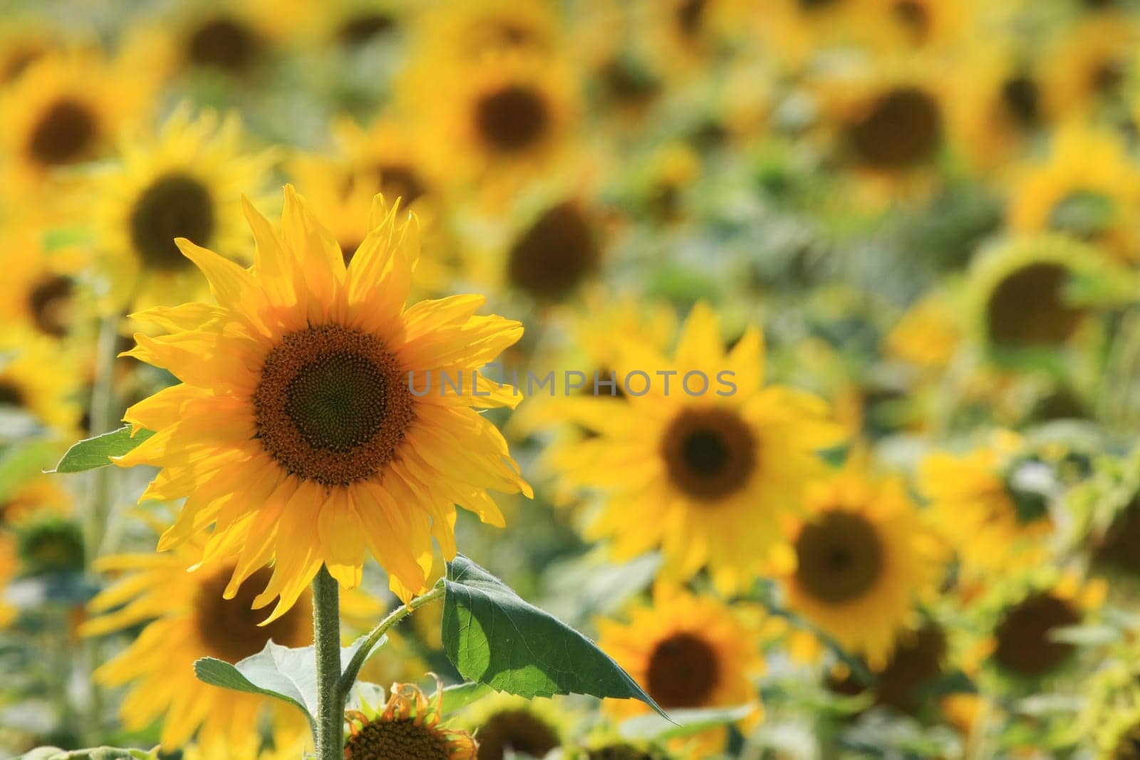 Sunflowers