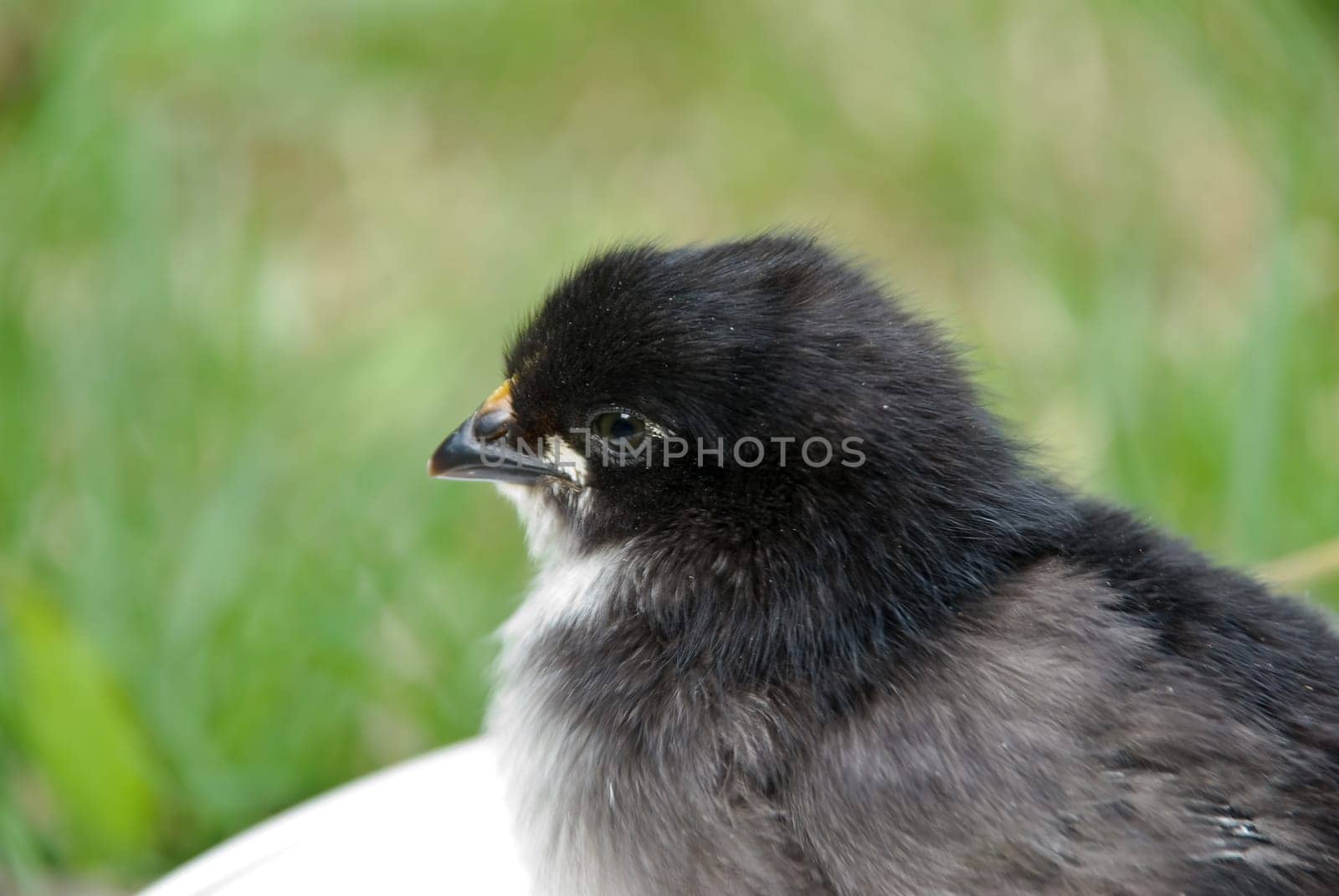 Black ,young chick