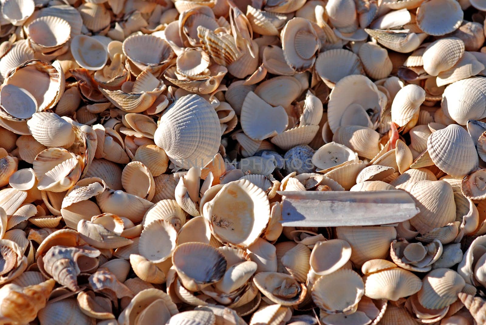 Mussels