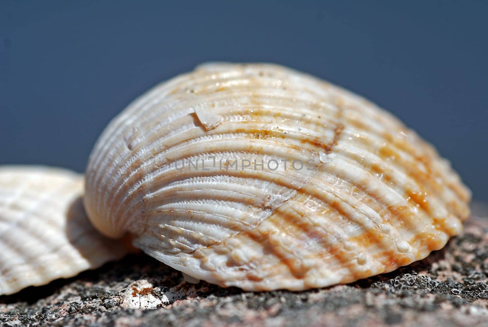 Shell shell