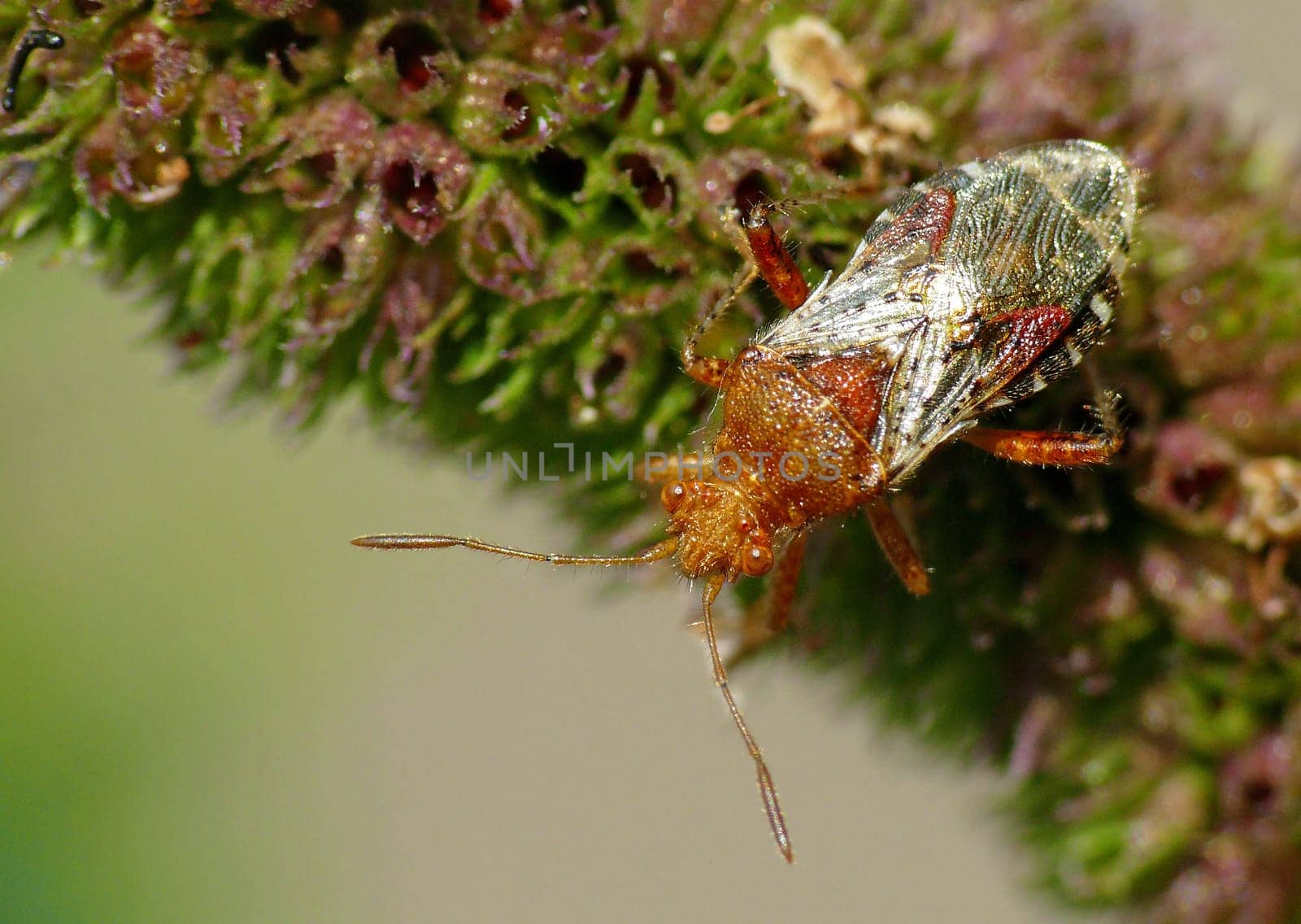 Light brown glass-winged bug (Rhopalus subrufus): This bug grows to about 8 mm in length and is characterized by a pronounced coloration. The head and neck shield are reddish-brown. The shield is also predominantly reddish-brown with a white tip. The H