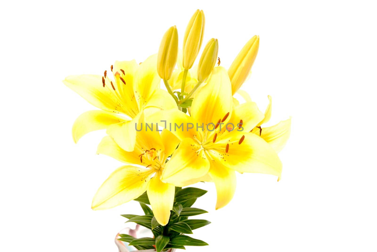 Lily Blossoms