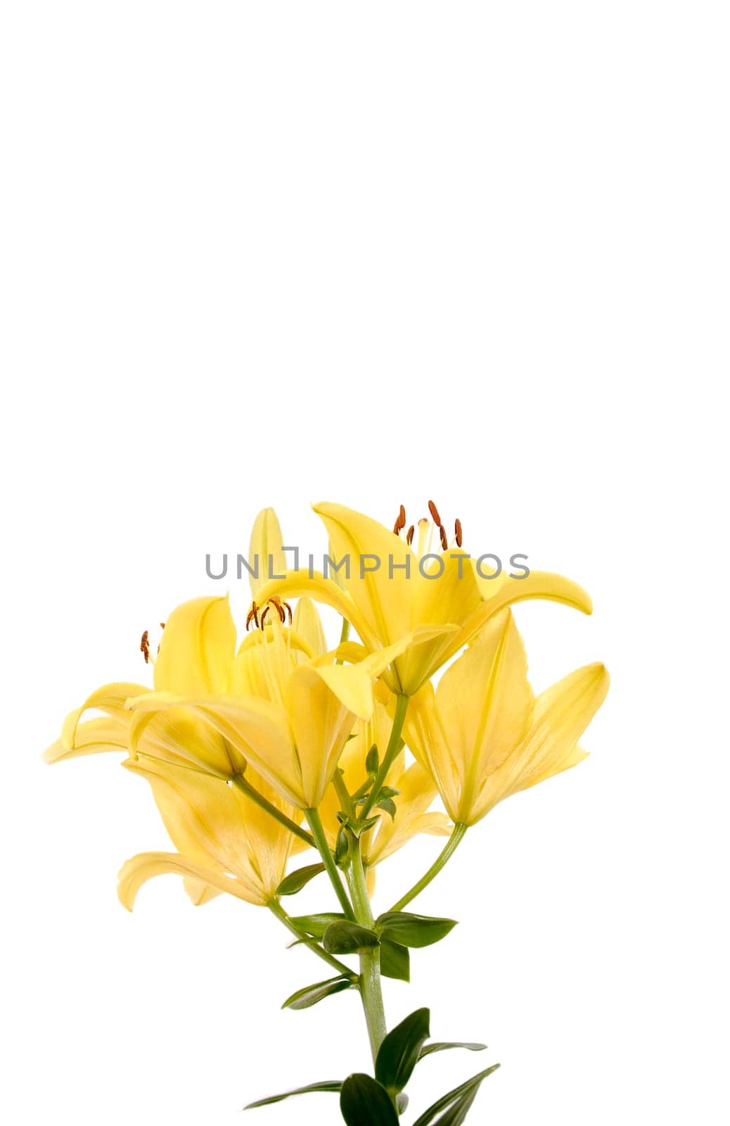 Lilies
