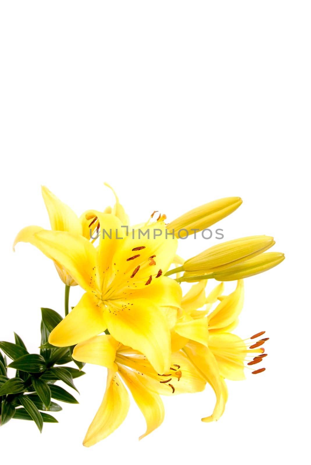 Lily Blossoms