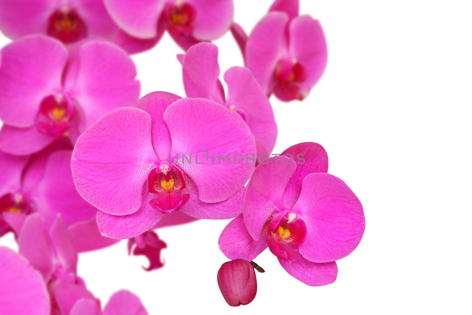 Purple orchid on white background
