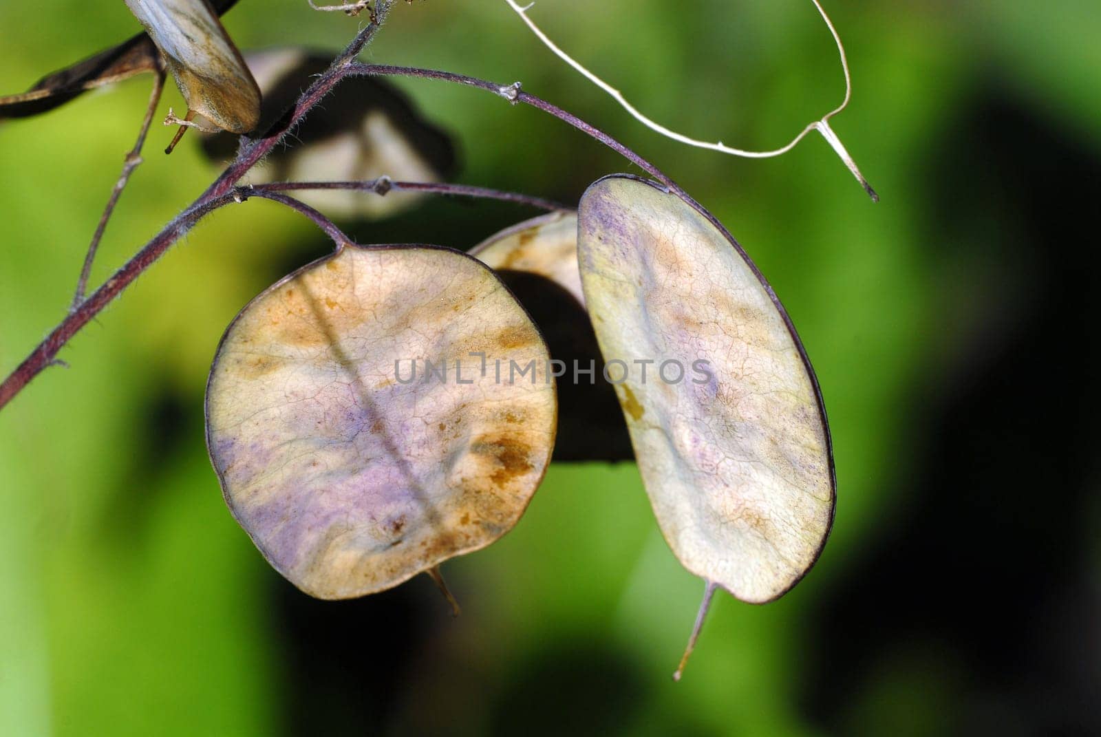 Silver Coins