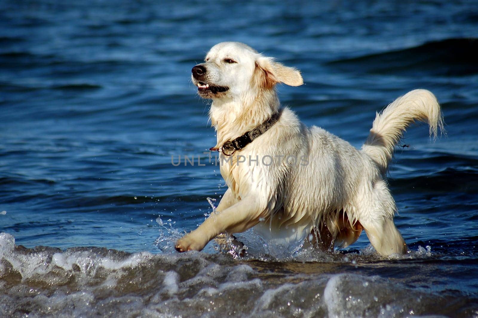 Retriever on the beach
