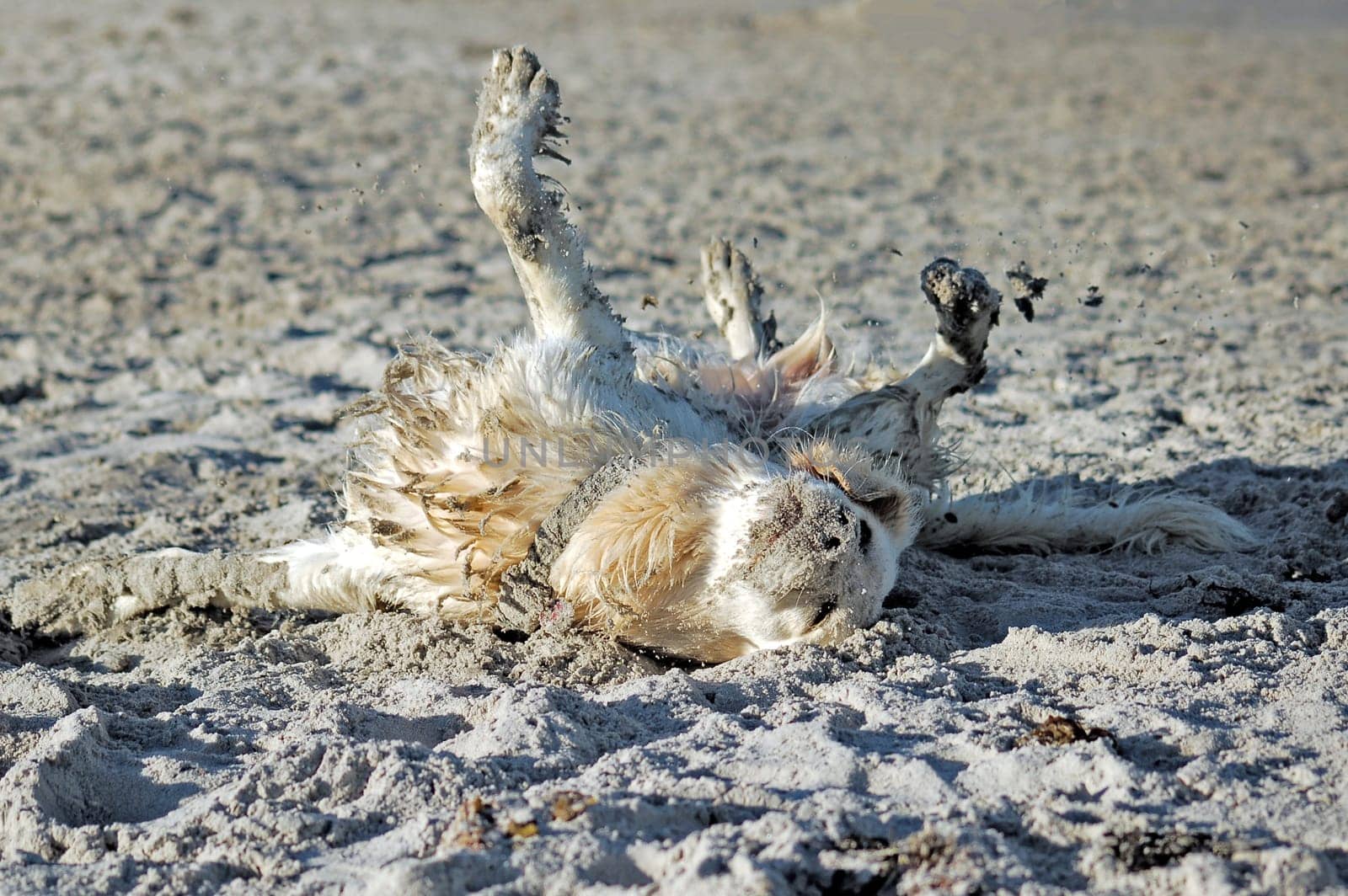breaded retriever