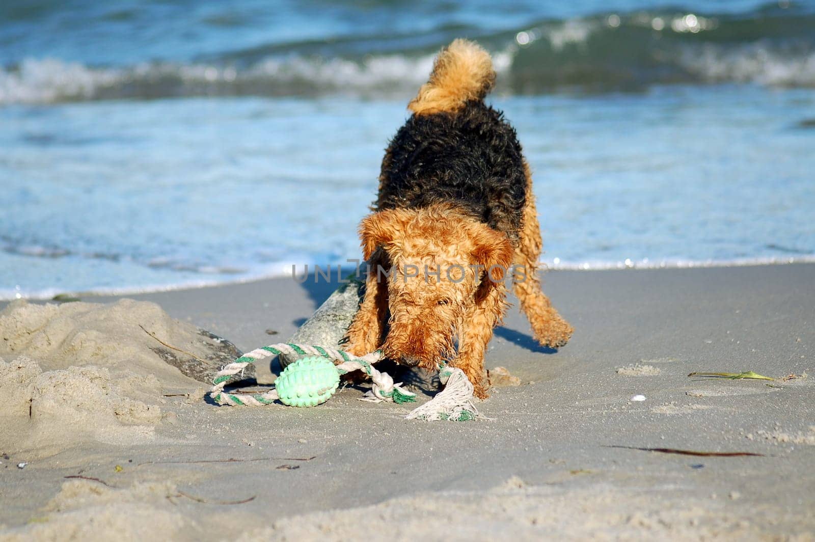 Which terrier playing on the beach
