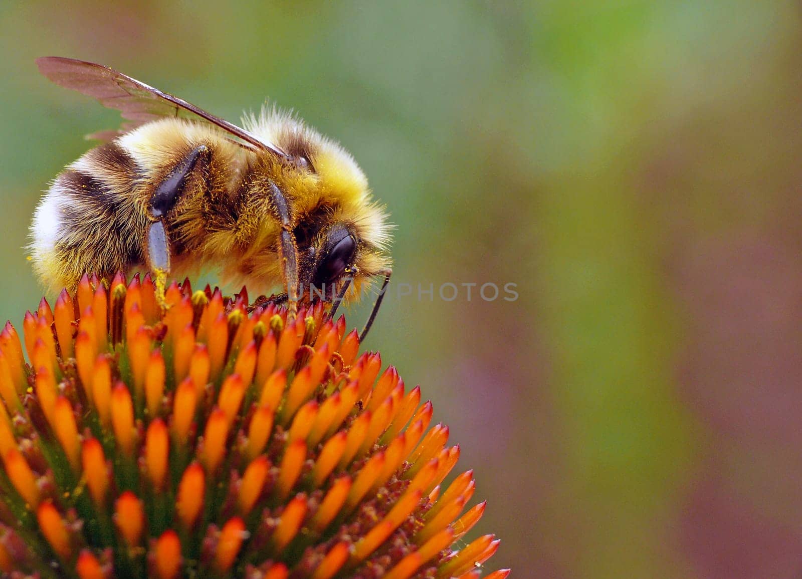 Bumble Bee