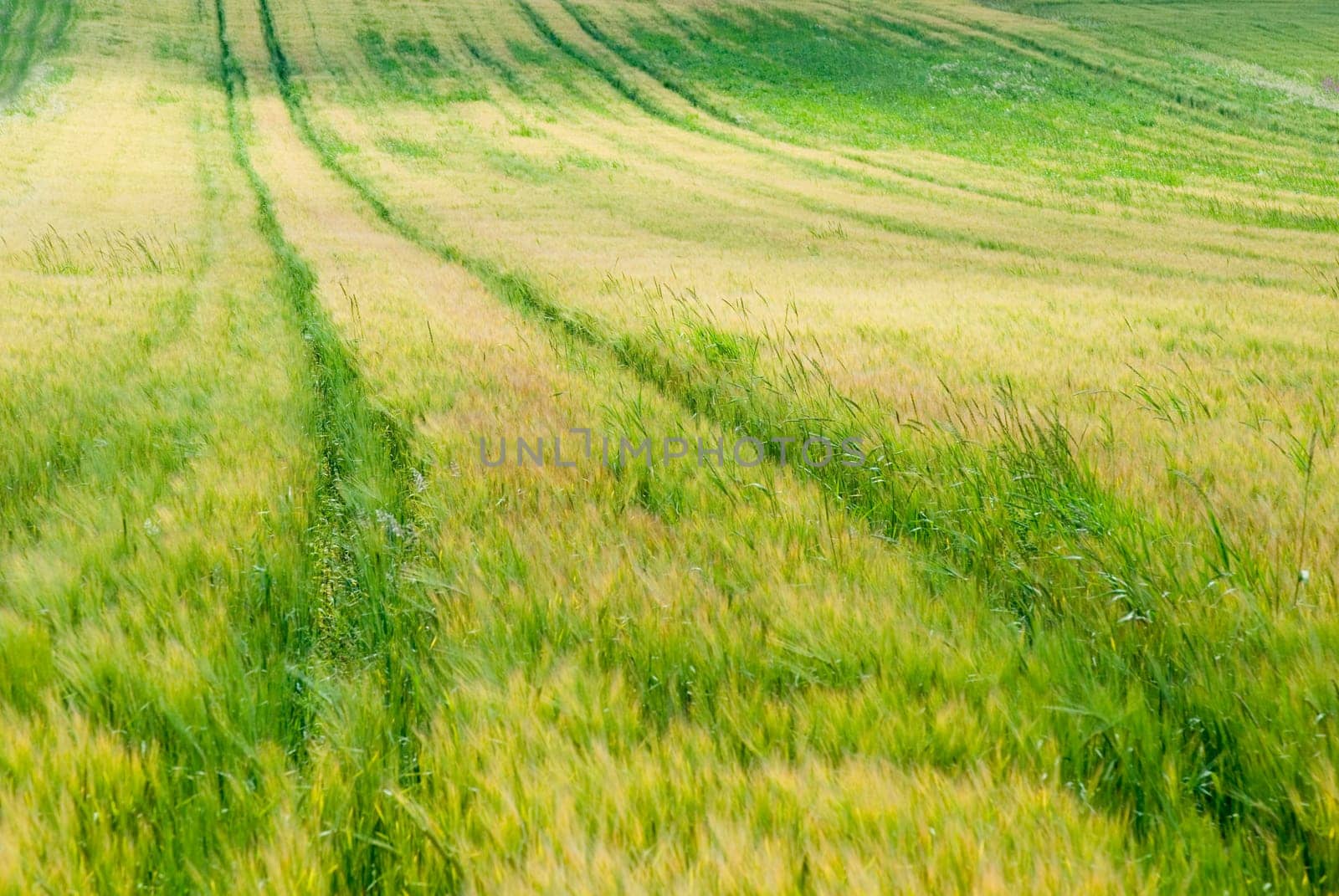 Cornfield 15